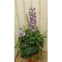 3 stuks - 