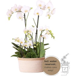 Kolibri Orchids | witte plantenset in Cotton Basket incl. waterreservoir | drie witte orchideeën en drie groene planten | Field Bouquet wit met zelfvoorzienend waterreservoir