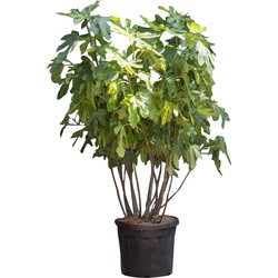 Vijgenboom meerstammig Ficus carica 162,5 cm