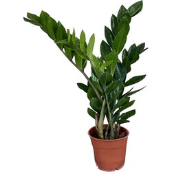 ZynesFlora - Zamioculcas - ZZ Plant - Ø 12 cm - Hoogte: 40 - 45 cm - Kamerplant