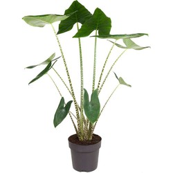 Alocasia Zebrina - XXL Kamerplant - Pot 32cm - Hoogte 140-150cm