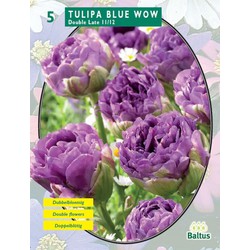 2 stuks - Tulipa Blue Wow per 5