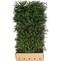 Picea Abies 200 cm - Quickhedge