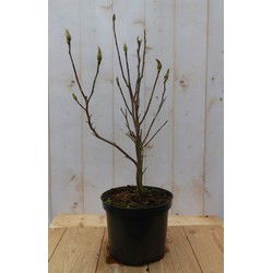 Magnolia Stellata Tulpenboom