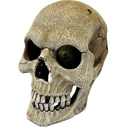 Repto Aquadistri deco human skull xl