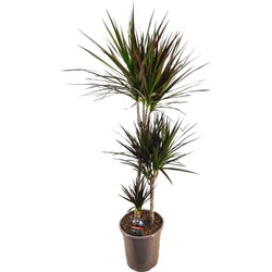 Dracaena Marginata Magenta - Drakenbloedboom - Pot de 24cm - Hauteur 110-130cm