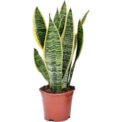 Sansevieria Laurentii - Vrouwentong - Pot 12cm - Hoogte 30-40cm