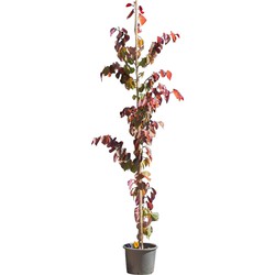 2 stuks! Judasboom Forest Pansy laagstam Cercis canadensis Forest Pansy 225 cm