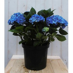 Hortensia Hydrangea blauw groot 80 cm