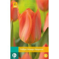 3 stuks - Tulipa Orange Emperor 8 bollen