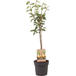 Pyrus communis 'Conference' perenboom - Fruitboom - Pot 21cm - Hoogte 90-100cm