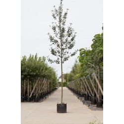 Meelbes Sorbus aria Magnifica h 250 cm st. omtrek 8 cm