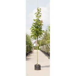 Zuil esdoorn Acer platanoides Columnare h 450 cm st. omtrek 16 cm