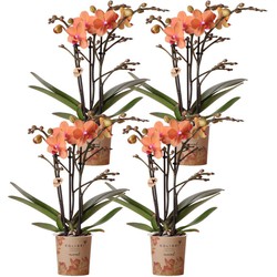 Kolibri Orchids | COMBI DEAL van 4 oranje Phalaenopsis orchideeën - Bolzano - potmaat Ø9cm | bloeiende kamerplant - vers van de kweker