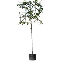 Beverboom leiboom 150 cm Magnolie Kobus als Spalier 270 cm