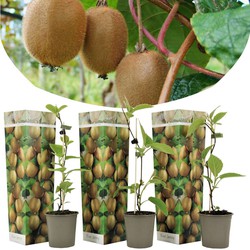 Kiwi Actinidia 'Jenny' - Set van 3 - Kiwiplanten - Pot 9cm - Hoogte 20-40cm