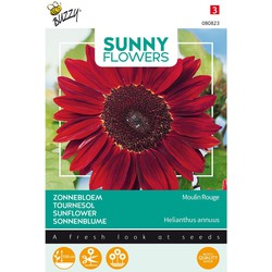 5 stuks - Sunny Flowers, Zonnebloem Moulin Rouge