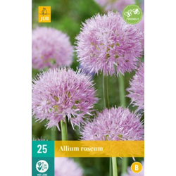 Allium roseum