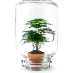 URBANJNGL - Easyplant • Coffea Arabica • Planten terrarium