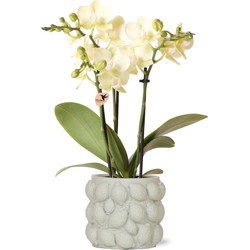 Kolibri Orchids | gele Phalaenopsis orchidee – Mexico + Citrus sierpot green – potmaat Ø9cm – 40cm hoog | bloeiende kamerplant in bloempot - vers van de kweker