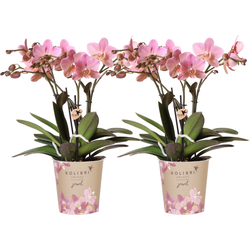Kolibri Orchids I COMBI DEAL van 2 oud roze Phalaenopsis orchideeën - Treviso - potmaat Ø12cm | bloeiende kamerplant - vers van de kweker