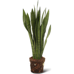 We Love Plants - Sansevieria Black Coral - 70 cm hoog - Vrouwentong