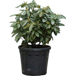 2 stuks! Rhododendron Catawbiense boursault Rhododendron Catawbiense boursault 65 cm