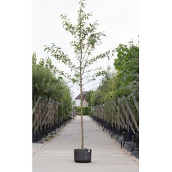 Dubbelbloemige sierkers Prunus a. Plena h 250 cm st. omtrek 8 cm