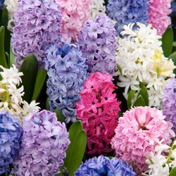 Hyacinthus Mix x10 - Hyacint - Winterharde bloembollen