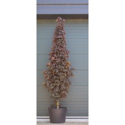 Roodbladige noorse esdoorn laagstam Acer pl. Crimson Centry h 250 cm - Warentuin Natuurlijk