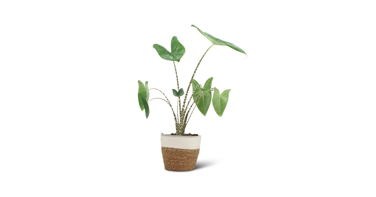 We Love Plants - Alocasia Zebrina + Mand Miranda - 75 cm hoog - Olifantsoor