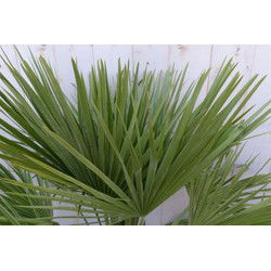 winterharde palmboom chamaerops humilis 100 cm hoog