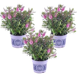 Hebe All Blooms 'Samona' - Roze - Hebe - Set van 3 - Pot 13cm - Hoogte 30-35cm