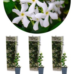 3x Trachelospermum Jasminoides - Toscaanse Jasmijn - Klimplant - Winterhard - ⌀9 cm - ↕15-20 cm