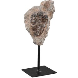 PTMD Lerra Beeld Fossiel - 10 x 9 x 26 cm - Poly - Lichtbruin/zwart