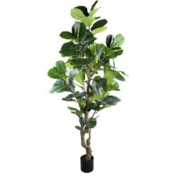 PTMD Tree Green ficus lyrata in black pot