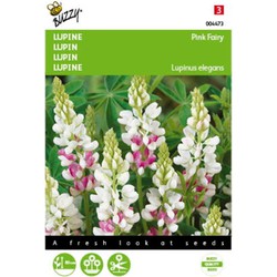 5 stuks - Lupinus Rose laag Pink Ferry Tuinplus