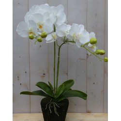 Orchidee phalaenopsis 2 stelen 40 cm