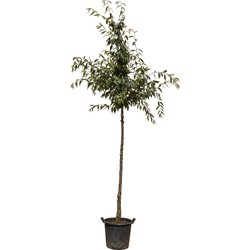 Tibetaanse sierkers Prunus serrula 350 cm