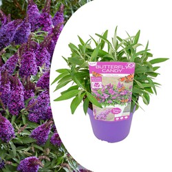 Buddleja Candy Little Purple - Vlinderstruik - Pot 19cm - Hoogte 30-40cm