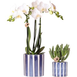Kolibri Orchids | Set van witte Phalaenopsis orchidee Amabilis en Succulent Crassula Hobbit in Painted Stripe pot blauw - potmaat Ø9cm + Ø6cm | bloeiende kamerplant - vers van de kweker