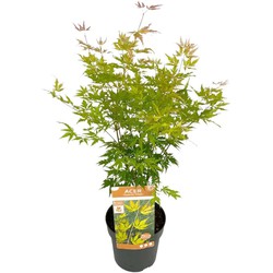 Acer palmatum 'Orange Lace' - Japanse Esdoorn - Pot 19 - Hoogte 60-70cm