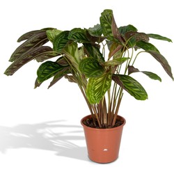 Hello Plants Calathea Flamestar - Ø 19 cm - Hoogte: 75 cm - Kamerplant Pauwenplant