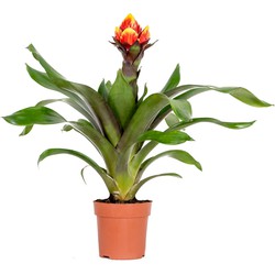 Guzmania Crown – Kokerplant – Kamerplant – Onderhoudsvriendelijk – ⌀12 cm – 40-50 cm