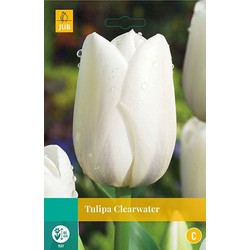 3 stuks - Tulipa Clearwater 8 bollen