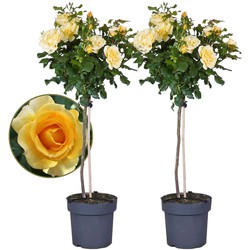 Rosa Palace 'Mysore’ - Set van 2 - Gele stamroos - Pot 19cm - Hoogte 80-100cm