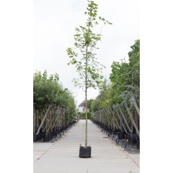 Noorse esdoorn Acer pl. Emmerald Queen h 550 cm st. omtrek 19 cm - Warentuin Natuurlijk