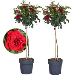 Rosa Palace 'Pride' - Set van 2 - Rode stamrozen - Pot 19cm - Hoogte 80-100cm