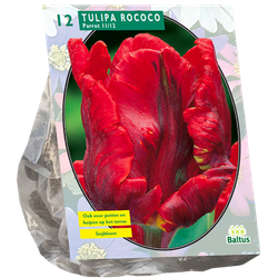 Tulipa Rococo Parrot Parkiet per 12 bloembollen