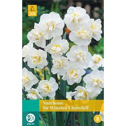 5 stuks - Narcissus Sir Winston Churchill 4 bollen